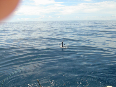 one of the 72 SAIL in three days of fishing