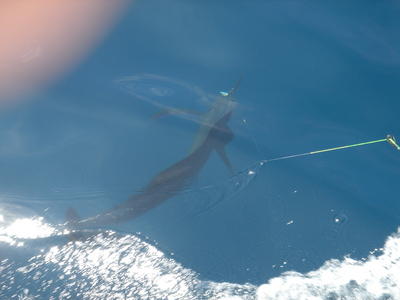 some one give the finger to this SAIL it must be one of the 72 that got away