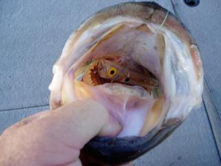 I love it when they eat the whole thing.