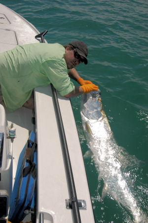 Hal Lutz with 70-pound tarpon caught on Clemson Toad fly