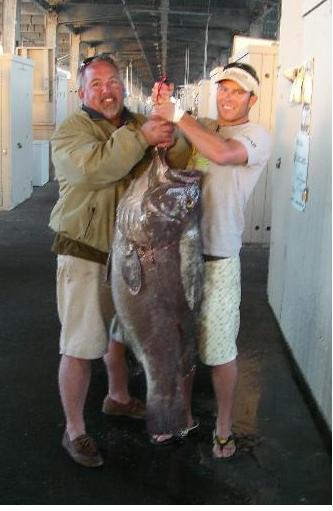 Huge grouper