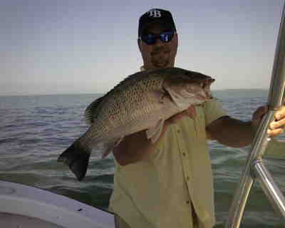 Very large Mango Snapper inside of Tampa Bay