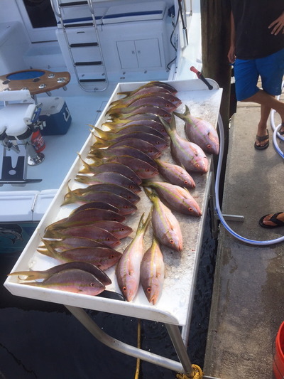Yellowtail snapper