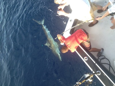 Sheldon is on the leader of a big silky!