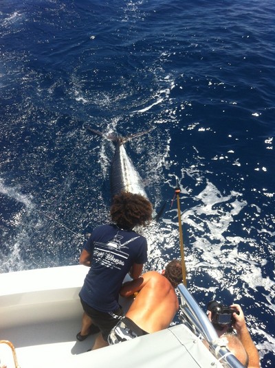 blue marlin new moon