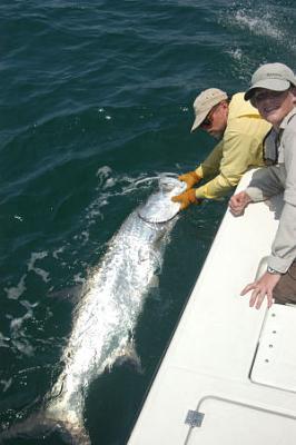 James Notari's tarpon release