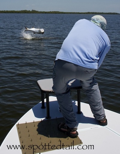 Charlotte Harbor tarpon