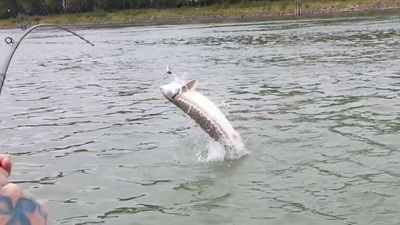 Fraser White Sturgeon love to jump!