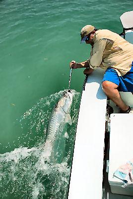 Sam Kaufman releases 130lb. tarpon on fly