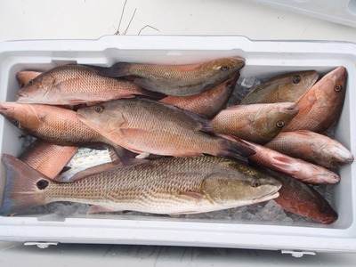 A cooler full of Snapper and Redfish