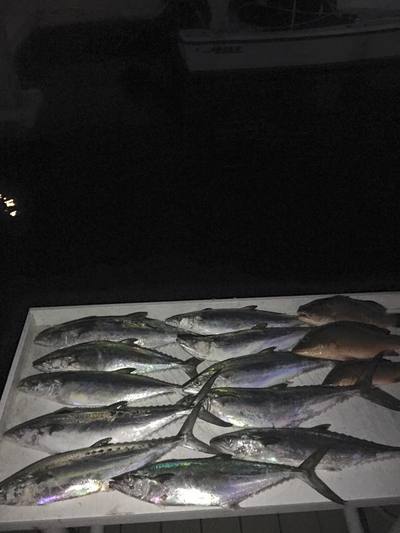 Mackerel are thick on the beach