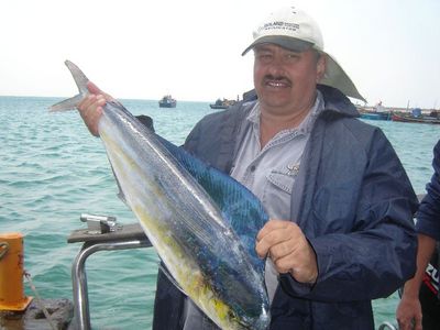 A lovely dolphin fish