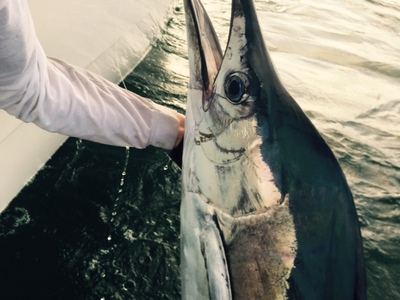 Jupiter Fishing Charters