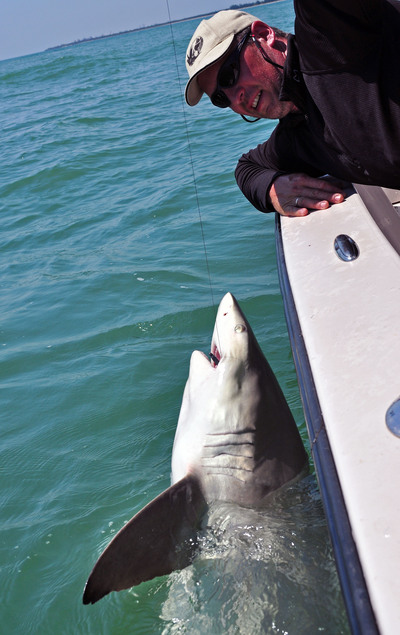 big black tip shark