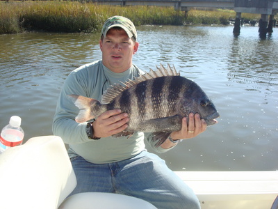 12 pond sheephead