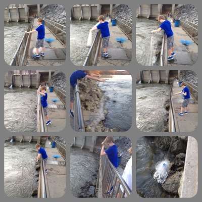 Kids catching shad for Striped bass trips on Smith Lake