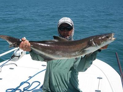 Beachside Cobia.