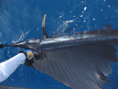 Mike's Sailfish