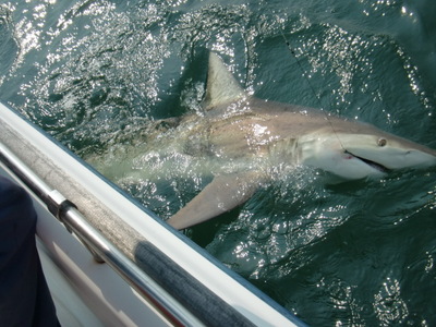 spinner shark