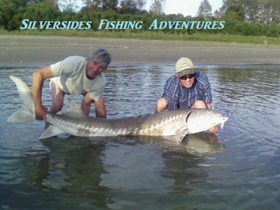 nice fat sturgeon caught near mission british columbia