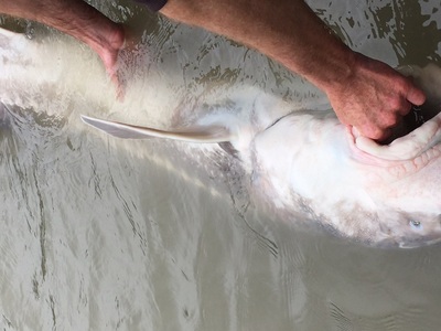 a large sturgeon released at side of boat