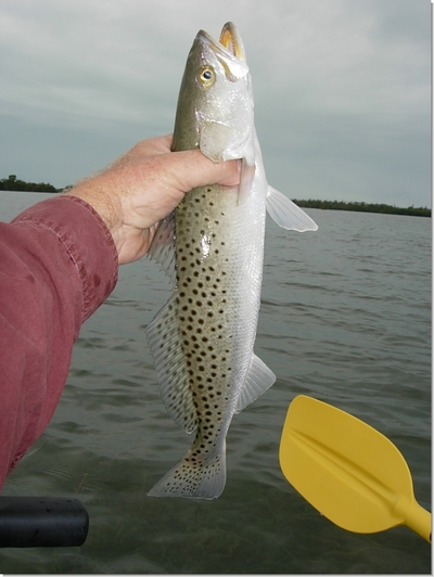 The First and Smallest Trout of the Day!