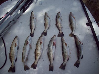 Limit of trout
