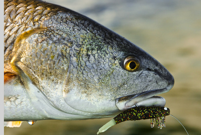 Redfish on DOA shrimp