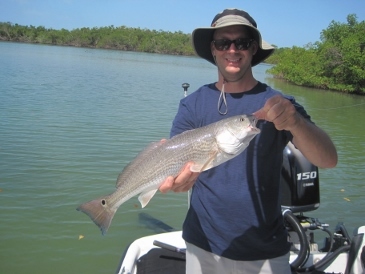 22-inch redfish on shrimp, Estero Bay, Bonita beach, SWFL