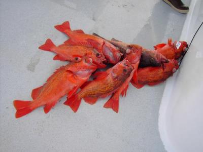 We are currently (Winter-spring) catching Rockcod