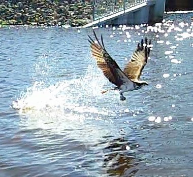 Osprey on the Prowl