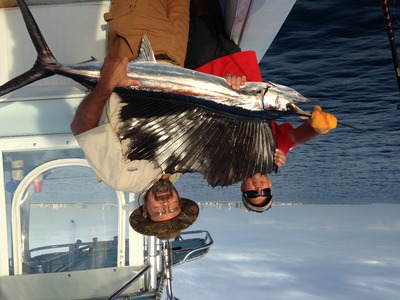 First Sailfish