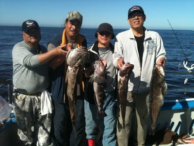 Lingscod to 20 pounds, many lost!