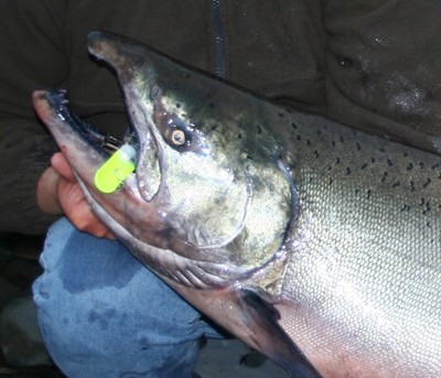 The Chetco River opens Nov. 6 this fall.