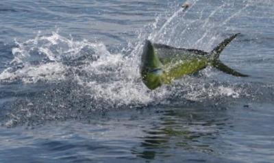 ragin bull - blue lips