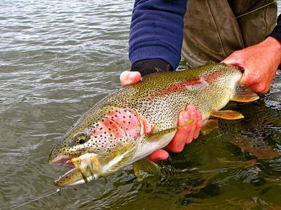 Rainbow trout of Alaska!