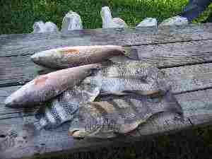 Sheephead,redfish,drum legal size to keep