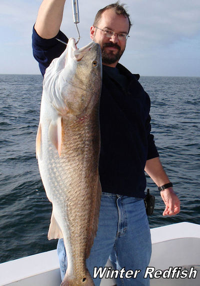 Big winter redfish caught fishing Gulf Shores