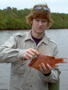 hogfish (hog snapper)