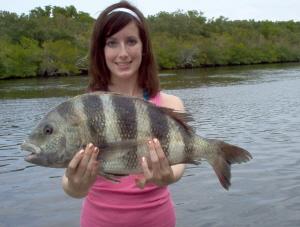 22inch sheepshead on live shrimp