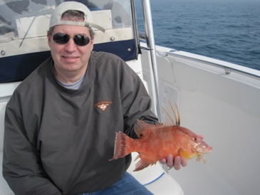 15-inch hogfish
