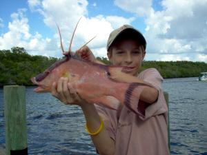 hogfish (hog snapper) on shrimp-Bonita Beach, SW FL