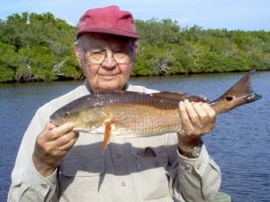 20 inch redfish on shrimp in Estero Bay