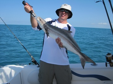 32-inch cobia, released