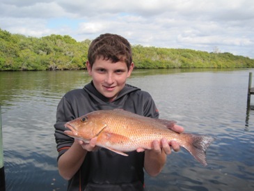 17-inch mangrove snapper