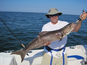 41-inch, 18-pound cobia
