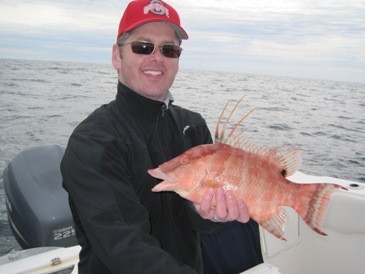 16-inch hogfish