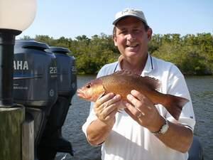 16 inch mangrove snapper
