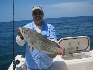 28-inch gag grouper, released
