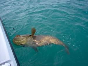 goliath grouper